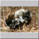 Andrena vaga - Weiden-Sandbiene -08- 02.jpg